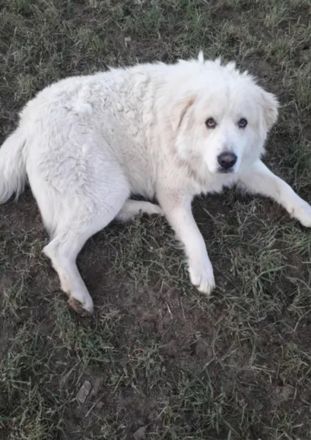 Mallinoi Pyrenäenberghund Osteuropäischer Schäferhund Mischling