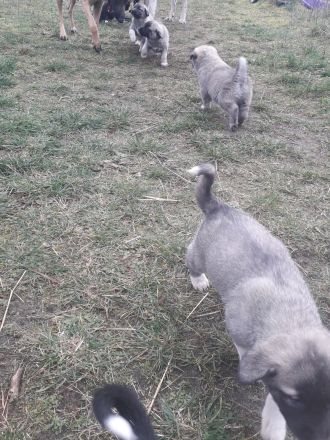 Mallinoi Pyrenäenberghund Osteuropäischer Schäferhund Mischling