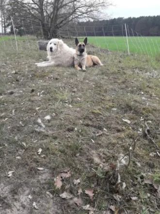 Mallinoi Pyrenäenberghund Osteuropäischer Schäferhund Mischling