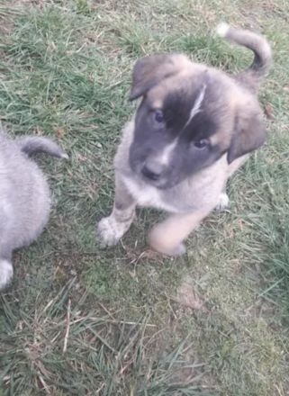 Mallinoi Pyrenäenberghund Osteuropäischer Schäferhund Mischling