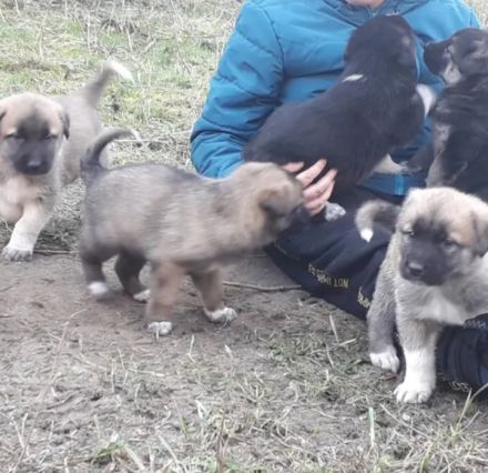 Mallinoi Pyrenäenberghund Osteuropäischer Schäferhund Mischling