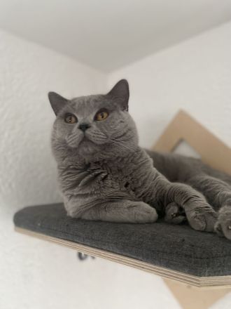 Bkh Deckkater mit Stammbaum, Blutgruppe B