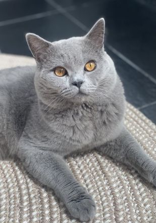 Bkh Deckkater mit Stammbaum, Blutgruppe B