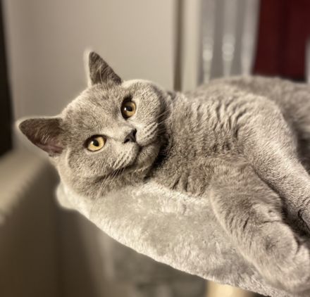 Bkh Deckkater mit Stammbaum, Blutgruppe B