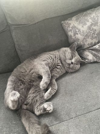 Bkh Deckkater mit Stammbaum, Blutgruppe B