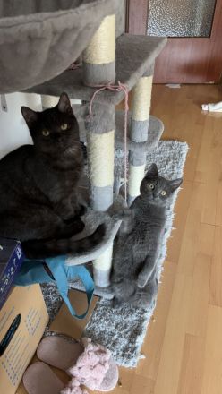 2 Wundervolle BKH jung Kater zusammen abzugeben