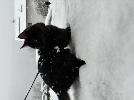 2 Wundervolle BKH jung Kater zusammen abzugeben