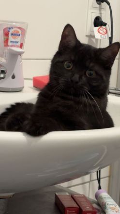 2 Wundervolle BKH jung Kater zusammen abzugeben