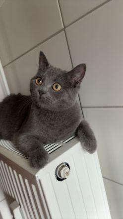 2 Wundervolle BKH jung Kater zusammen abzugeben