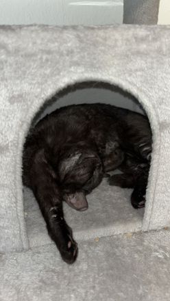 2 Wundervolle BKH jung Kater zusammen abzugeben