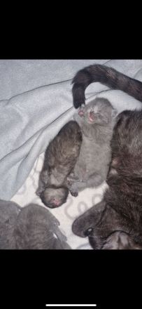 2 Wundervolle BKH jung Kater zusammen abzugeben