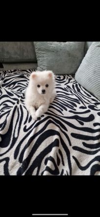 Zwergspitz/Pomeranian welpen