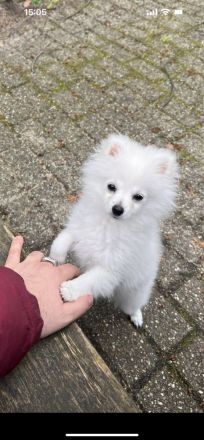 Zwergspitz/Pomeranian welpen