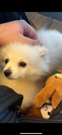 Zwergspitz/Pomeranian welpen