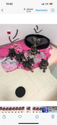 Französisch old englisch Bulldogge  blue welpen