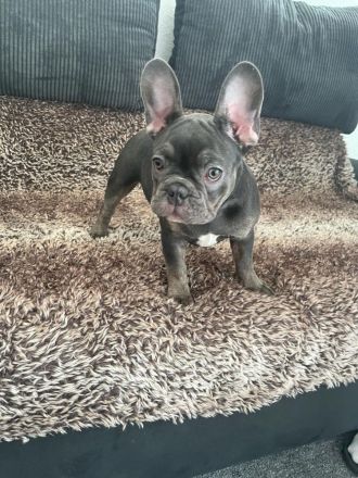 Französisch old englisch Bulldogge  blue welpen