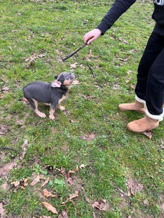 Französisch old englisch Bulldogge  blue welpen
