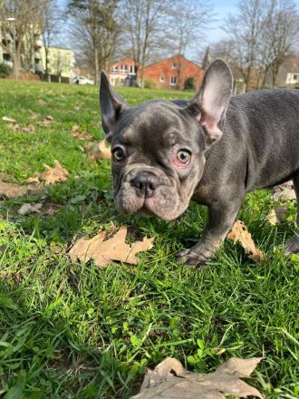 Französisch old englisch Bulldogge  blue welpen