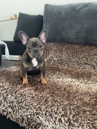 Französisch old englisch Bulldogge  blue welpen