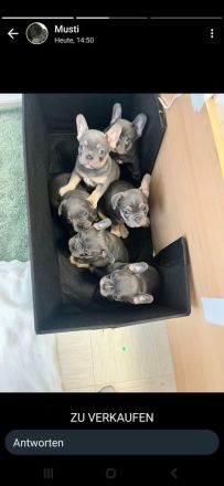 Französisch old englisch Bulldogge  blue welpen