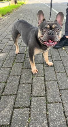 Französisch old englisch Bulldogge  blue welpen