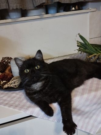 BKH katze  zu Verkaufen