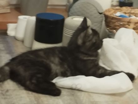 BKH katze  zu Verkaufen