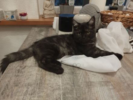 BKH katze  zu Verkaufen