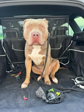 American XL Bully Deckrüde