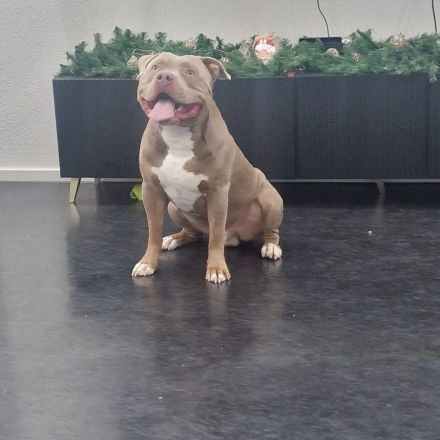American XL Bully Deckrüde