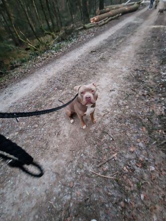 American XL Bully Deckrüde