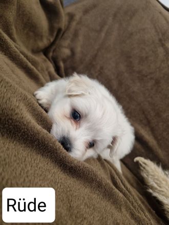 Wir suchen bald ein neues Zuhause