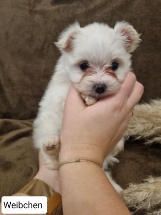 Wir suchen bald ein neues Zuhause