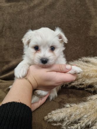 Wir suchen bald ein neues Zuhause