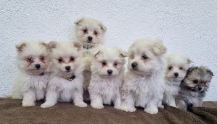 Wir suchen bald ein neues Zuhause