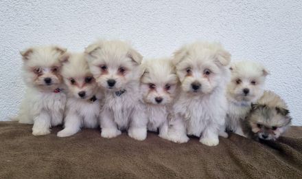 Wir suchen bald ein neues Zuhause