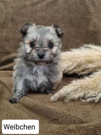 Wir suchen bald ein neues Zuhause