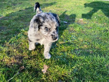 Australian Shepherd * Golden Retriever