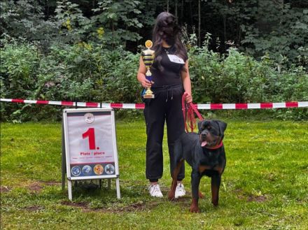 Rottweiler Deckrüde