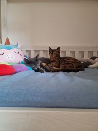 Wunderschönes Katzen-Geschwisterpaar