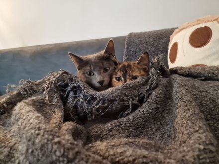 Wunderschönes Katzen-Geschwisterpaar