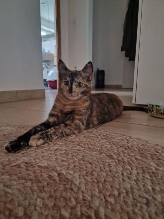 Wunderschönes Katzen-Geschwisterpaar