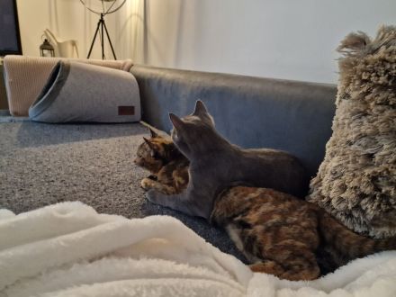 Wunderschönes Katzen-Geschwisterpaar