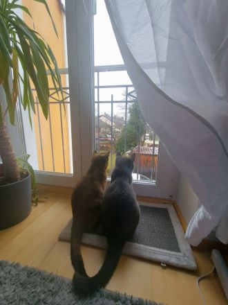 Wunderschönes Katzen-Geschwisterpaar