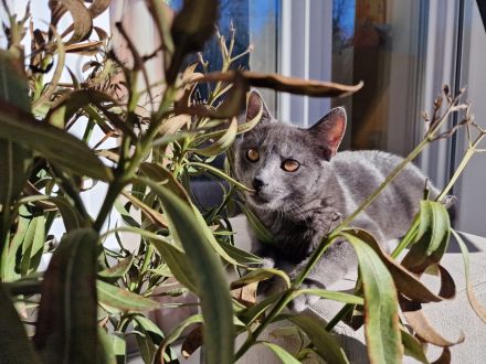 Wunderschönes Katzen-Geschwisterpaar