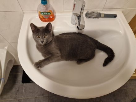 Wunderschönes Katzen-Geschwisterpaar