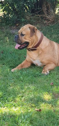 Continental Bulldoggen von der Verings Mühle