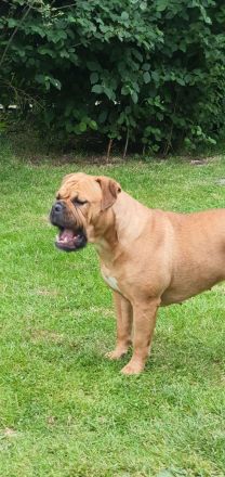 Continental Bulldoggen von der Verings Mühle