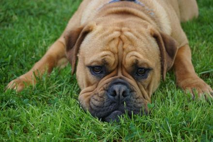 Continental Bulldoggen von der Verings Mühle