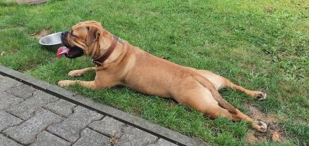 Continental Bulldoggen von der Verings Mühle